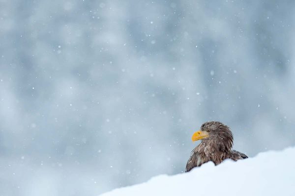 winter01